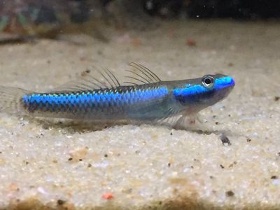 Blue Neon Goby