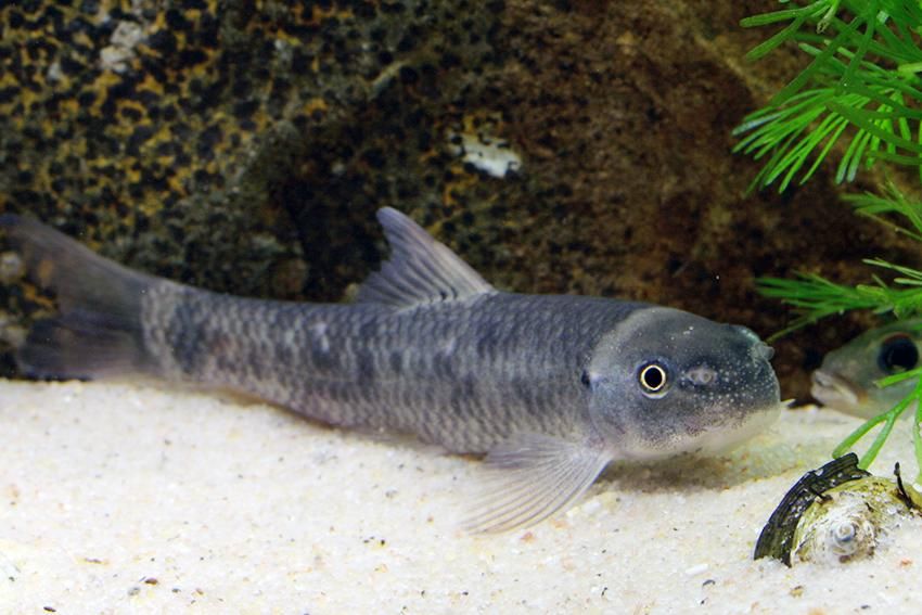 Garra Rufa