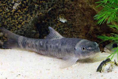 Garra Rufa