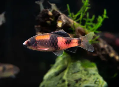 Red Panda Barb