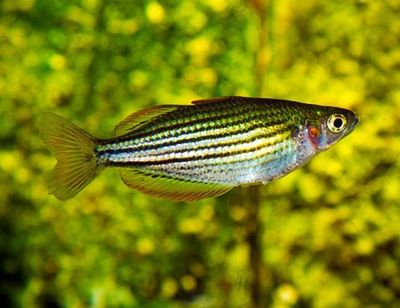 Maccullochi Rainbowfish