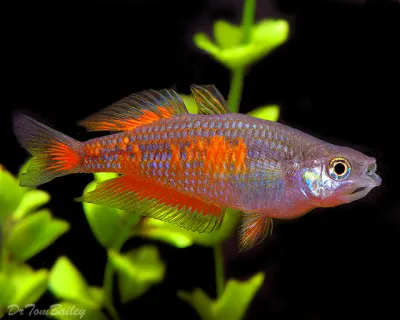 Parkinsoni Rainbowfish