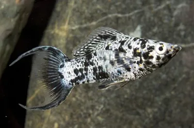 Dalmatian Lyretail Molly