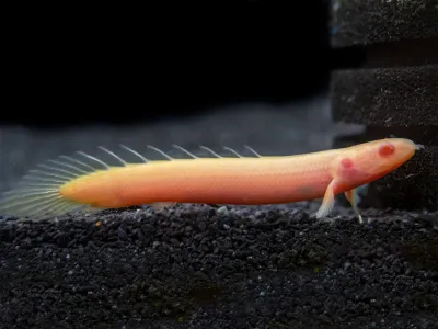 Albino Senegal Bichir 3&quot;+