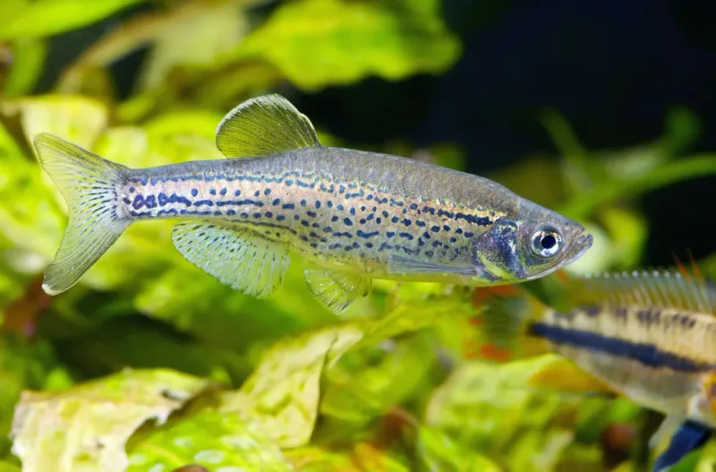 Leopard Danio