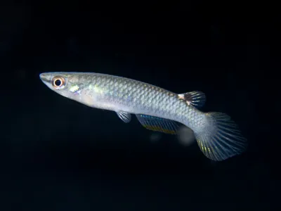Blue Panchax Killifish