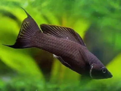 Black Balloon Lyretail Molly