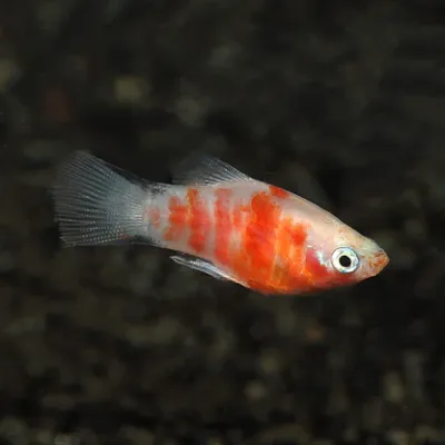 Tiger Platy