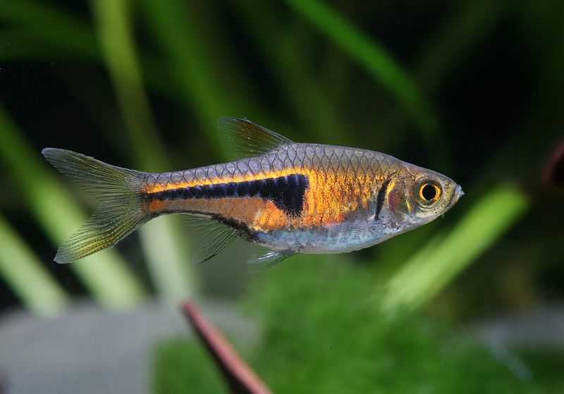 Lambchop Rasbora “Espei”