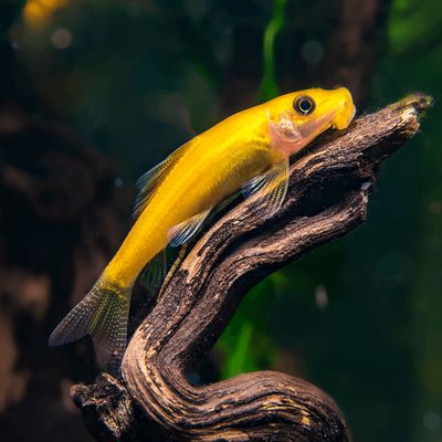 Gold Chinese Algae Eater
