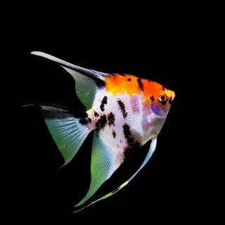 Tricolor Angel 2.5&quot;