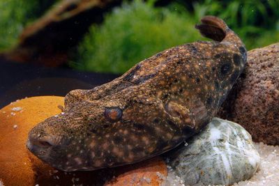 Pignose Puffer 5&quot;+