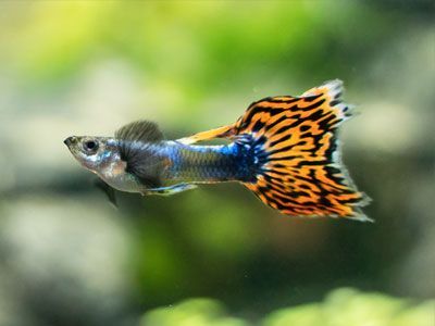 Assorted Lyretail Guppy