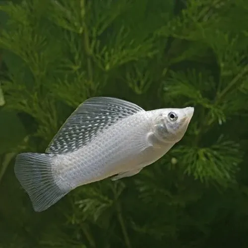 Silver Sailfin Molly