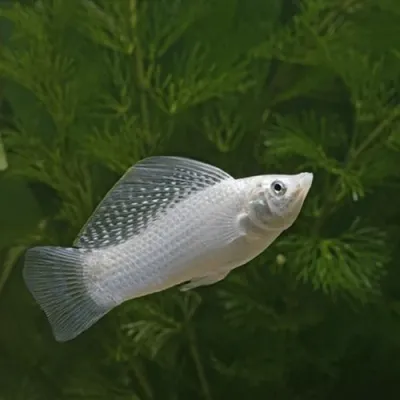 Silver Sailfin Molly