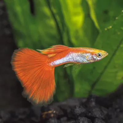 Rainbow Guppy