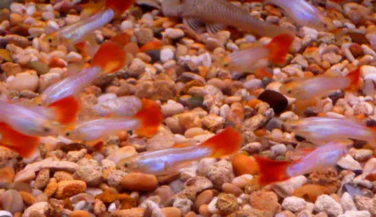 Bueno Vista Guppy