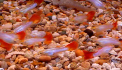 Bueno Vista Guppy