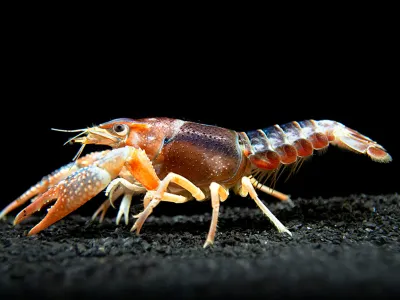 Tricolor Ghost Crayfish