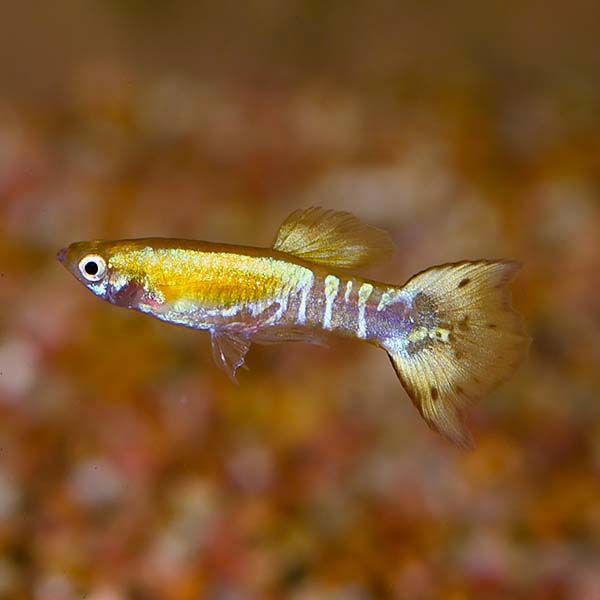 Tricolor Guppy