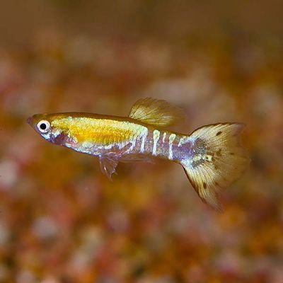 Tricolor Guppy