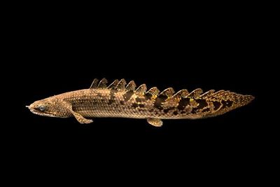 DelHezi Bichir 3&quot;+