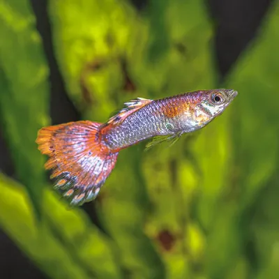 Metallic Blond Pink Tail Guppy