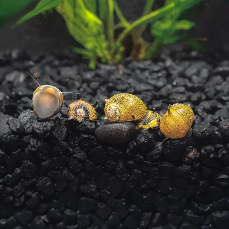 Horn Nerite Snail