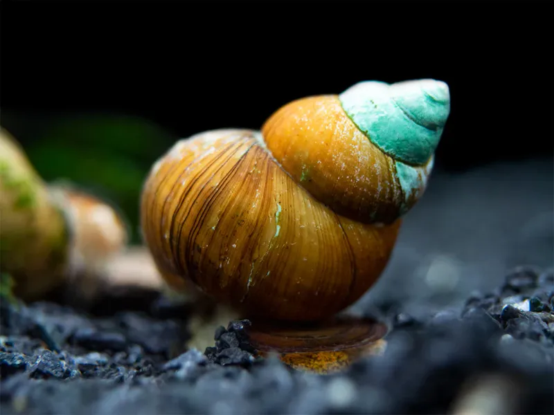 Japanese Trapdoor Snail