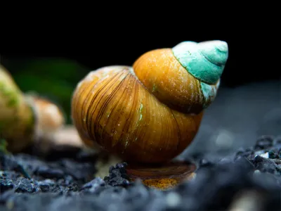 Japanese Trapdoor Snail