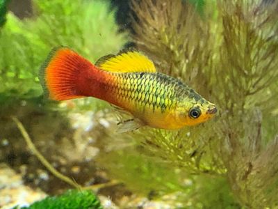 Variatus Platy