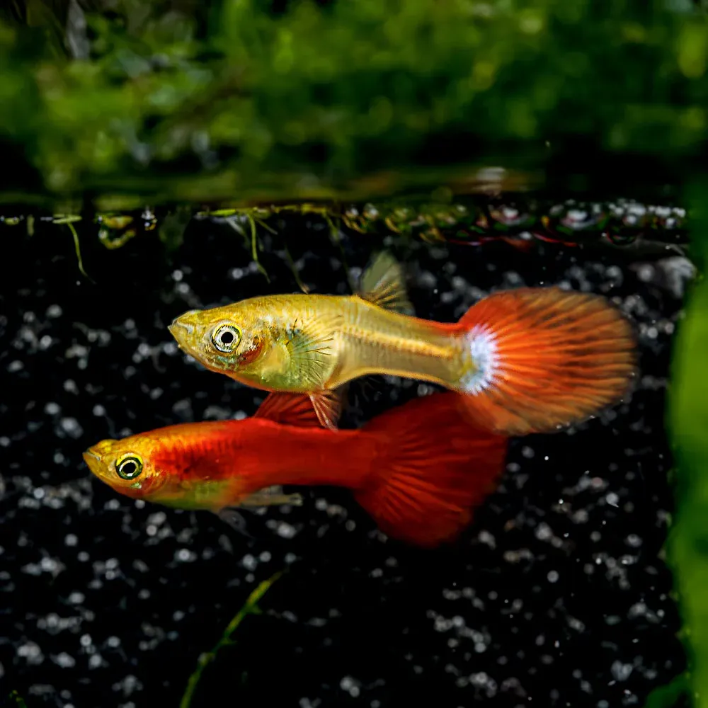 Dwarf Red Flamingo Guppy