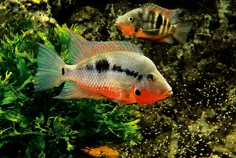Firemouth Cichlid 2&quot;