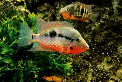 Firemouth Cichlid 2&quot;