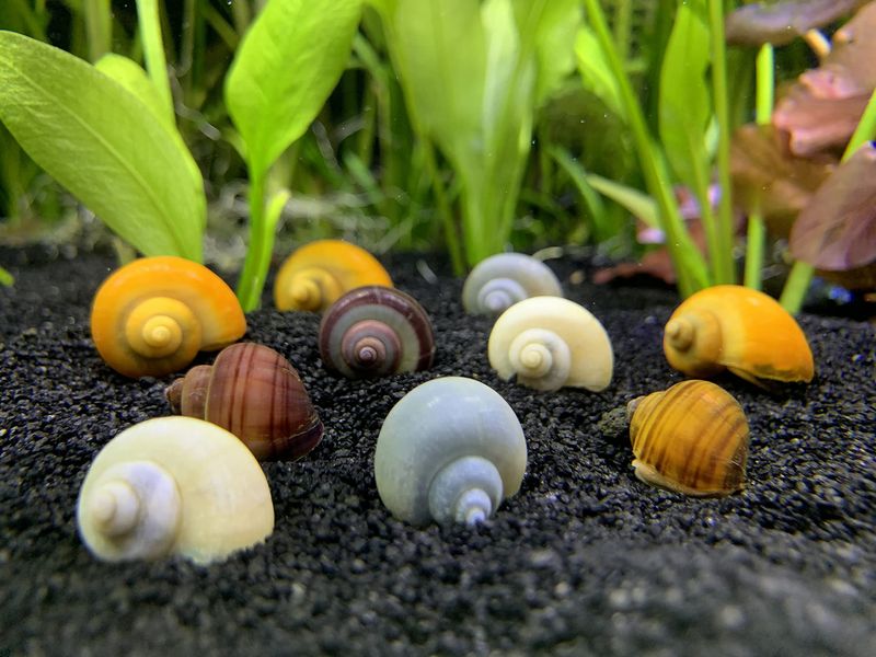Mystery Snail