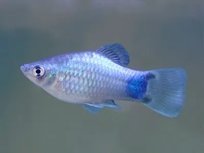 Blue Platy