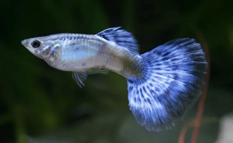 Diamond Guppy
