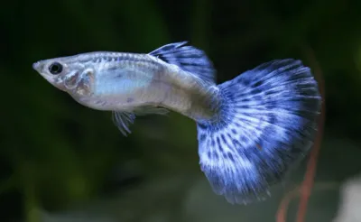 Diamond Guppy