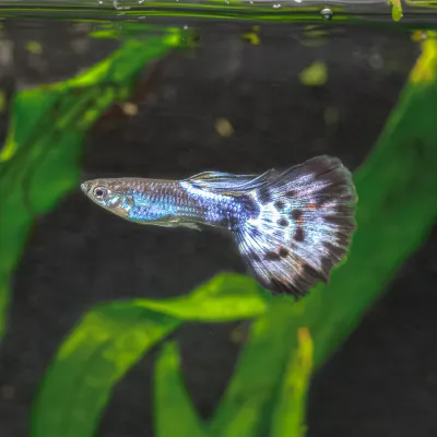 Glass Mosaic Guppy