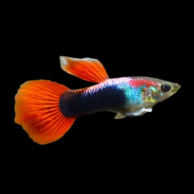 Neon Red Guppy