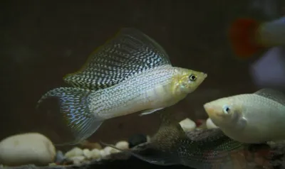 Silver Lyretail Molly