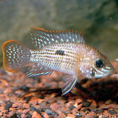 Green Terror Cichlid 2&quot;