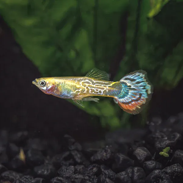 Luminous Cobra Guppy