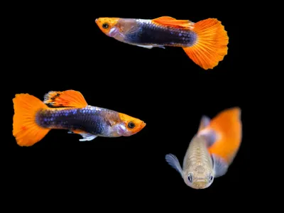 Tuxedo Koi Guppy