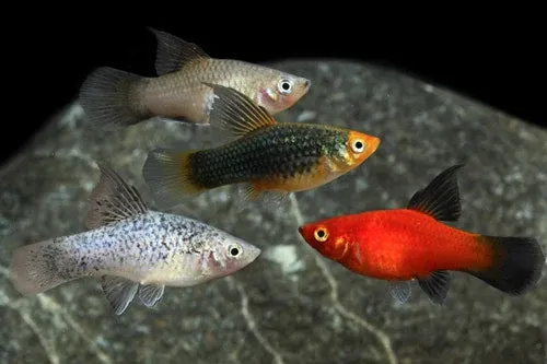 Assorted Hi Fin Platy
