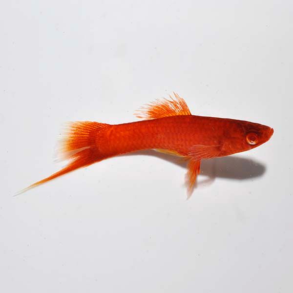 Red Eye Sailfin Swordtail
