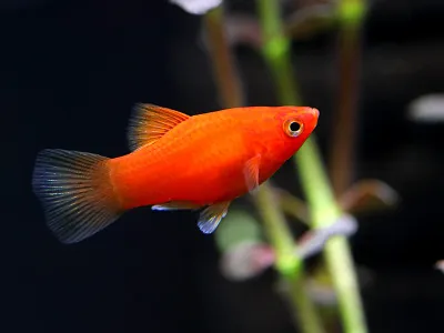Red Coral Platy