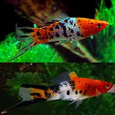 Tricolor Swordtail