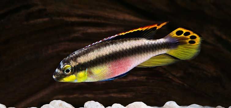 Kribensis Cichlid