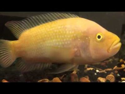 Golden Electric Blue Jack Dempsey 3&quot;